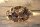 JOHANNISBROT